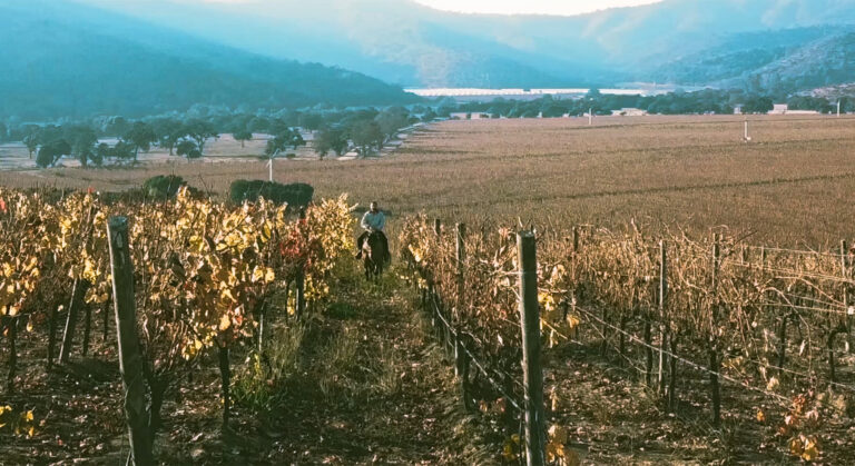 La región costera chilena es un destino no obvio para excelentes vinos 1 La región costera chilena es un destino no obvio para excelentes vinos